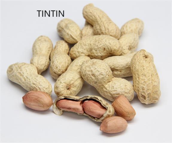 Pysgnau Rhost Cyfanwerthu Peanut Mewn Gyda Shell 9/11
